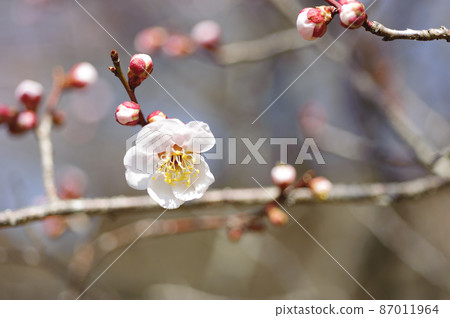 春天浦良仙台梅 87011964