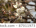 Plum Festival, Kameido Hachimangu 87011973