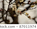 Plum Festival, Kameido Hachimangu 87011974