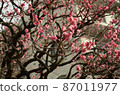 Plum Festival, Kameido Hachimangu 87011977