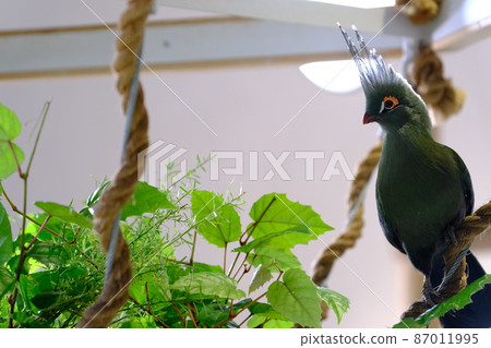 Schalow's Turaco(大阪,Nifrel)8 Schalow's Turaco(大阪,Nifrel)8 87011995