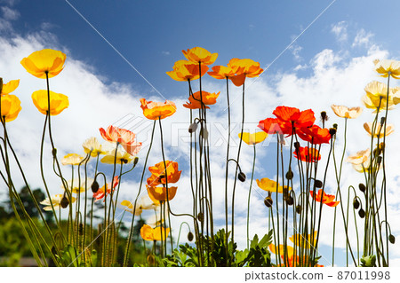 這是一片罌粟園和藍天的風景。請有一個非常明亮的圖像。 87011998