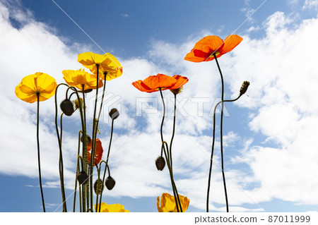 這是一片罌粟園和藍天的風景。請有一個非常明亮的圖像。 87011999
