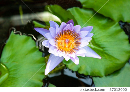 It is a landscape of a single purple water lily. It is a high-quality image. 87012000