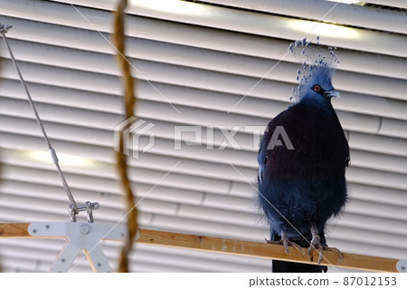 Crowned Pigeon (Osaka / Nifrel) 87012153