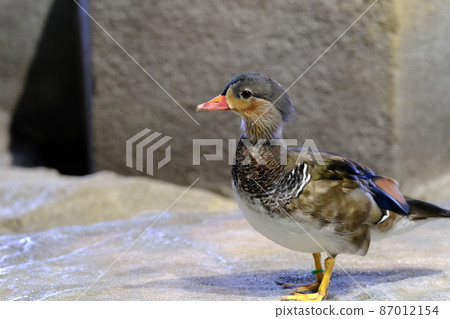 Mandarin duck (Osaka / Nifrel) 4 87012154