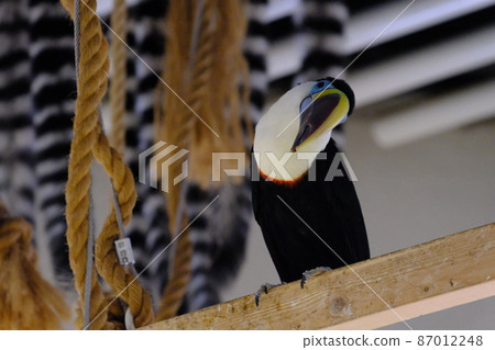 White-throated toucan (Nifrel, Osaka) 87012248