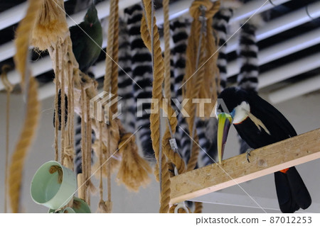 White-throated toucan (Osaka, Nifrel) 6 White-throated toucan (Osaka, Nifrel) 6 87012253
