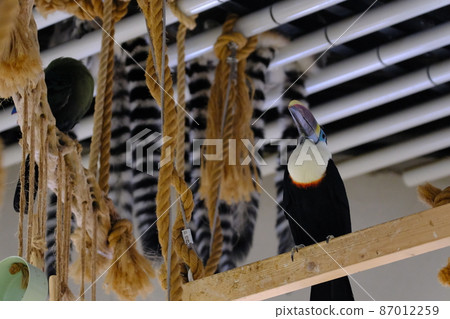 White-throated toucan (Osaka, Nifrel) 12 White-throated toucan (Osaka, Nifrel) 12 87012259