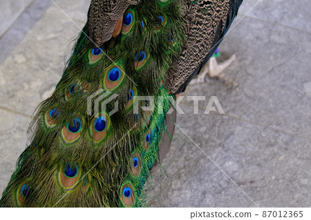 Indian peafowl feathers (Osaka, Nifrel) Indian peafowl feathers (Osaka, Nifrel) 87012365