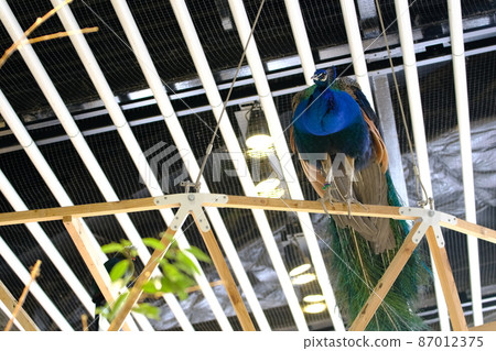 Indian peafowl perching on a tree (Nifrel, Osaka) 5 Indian peafowl perching on a tree (Nifrel, Osaka) 5 87012375