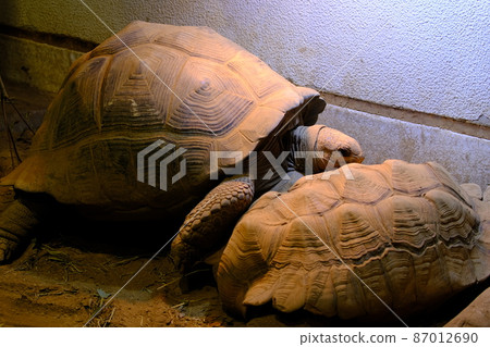 烏龜（大阪 / Nifrel） 87012690