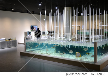 Archerfish and ray exhibition (Nifrel, Osaka) Archerfish and ray exhibition (Nifrel, Osaka) 87012838