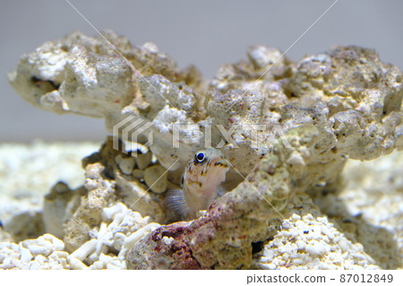 黑斑顎魚(大阪 / Nifrel) 黑斑顎魚(大阪 / Nifrel) 87012849