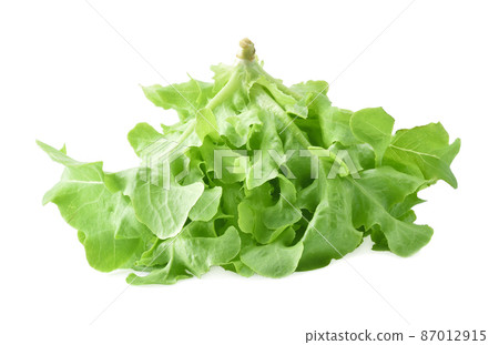 Green oak lettuce on white background 87012915