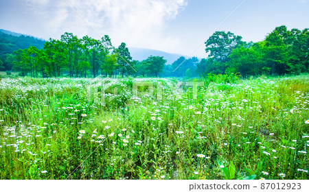 It is the early morning scenery of the Hachiman marsh, a swamp swamp of French chrysanthemums. Hiroshima 87012923