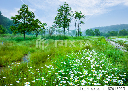 It is the early morning scenery of the Hachiman marsh, a swamp swamp of French chrysanthemums. Hiroshima 87012925