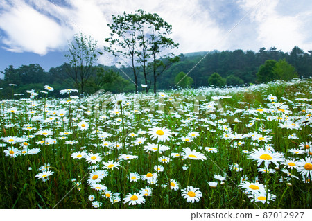 It is the scenery of the French giku of Yawata marshland and the sky and early morning. Hiroshima 87012927