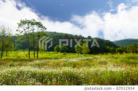 It is the early morning scenery of the Hachiman marsh, a swamp swamp of French chrysanthemums. Hiroshima It is the early morning scenery of the Hachiman marsh, a swamp swamp of French chrysanthemums. Hiroshima 87012934