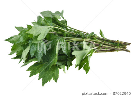 mugwort isolated on white background mugwort isolated on white background 87012940