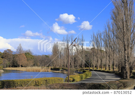 東京都水本公園,白楊樹景觀 東京都水本公園,白楊樹景觀 87013052