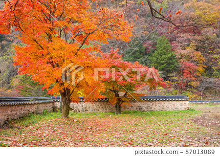 Jangseong Baekyangsa Maple Tree Road Jangseong Baekyangsa Maple Tree Road 87013089