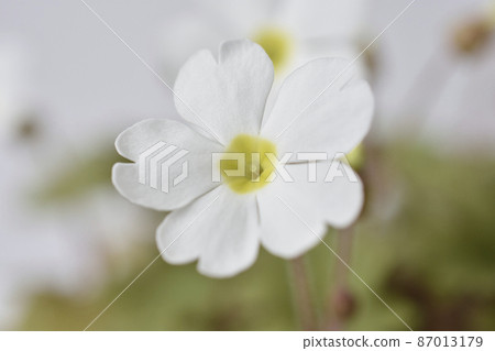 報春花 報春花 87013179