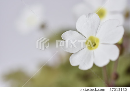 報春花 報春花 87013180