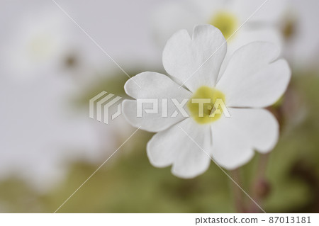 報春花 報春花 87013181
