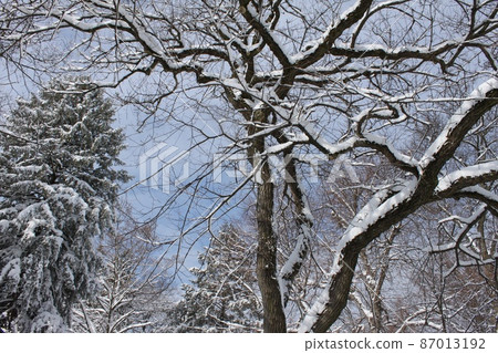 新澤西雪景 新澤西雪景 87013192