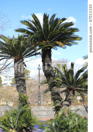 Thick cycad tree 87013193