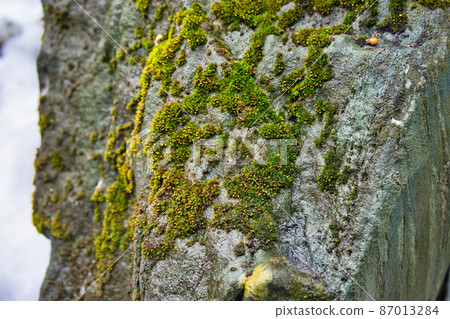 冬季岩石表面的苔蘚狀態 87013284