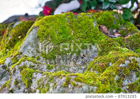 冬季岩石表面的苔蘚狀態 87013285