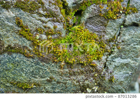 冬季岩石表面的苔蘚狀態 87013286