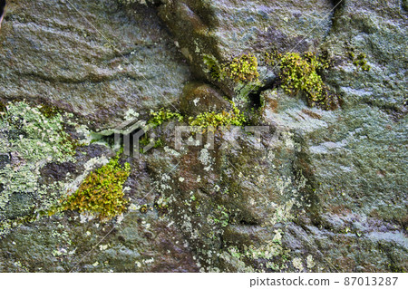 冬季岩石表面的苔蘚狀態 87013287