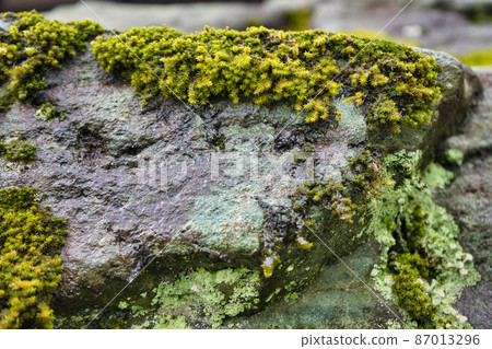 冬季岩石表面的苔蘚狀態 87013296