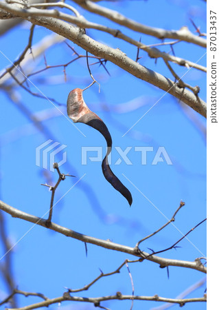 Gleditsia japonica fruit of the legume family Gleditsia japonica fruit of the legume family 87013437