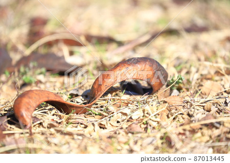 Gleditsia japonica fruit of the legume family Gleditsia japonica fruit of the legume family 87013445