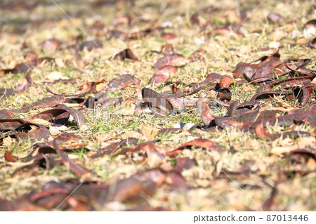 Gleditsia japonica fruit of the legume family Gleditsia japonica fruit of the legume family 87013446