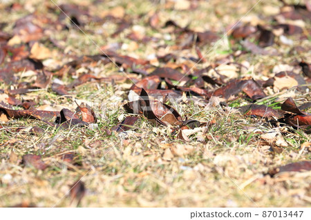 豆科植物皂角果實 豆科植物皂角果實 87013447