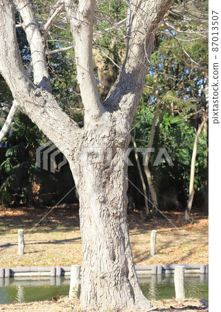 皂角樹乾和樹皮 87013507