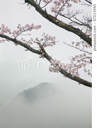 它是櫻花，霧和山的景觀。在雨中享受櫻花。 87013940