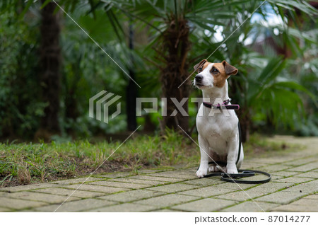 Jack Russell Terrier sits alone in the park under a palm tree. A lost dog is waiting for its owner. 87014277