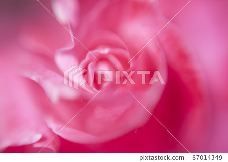 Red rose close-up Red rose close-up 87014349