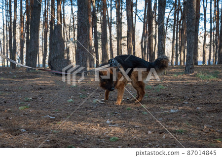 The dog is tied to a tree in the woods. The male German shepherd is tied to the trunk of a pine tree with a long leash. 87014845