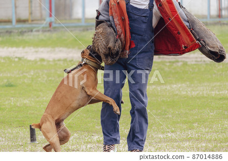 A dog of the German Boxer breed holds a bite sleeve in its mouth. K9 training. Motion Blur, Defocus, Noise, Grain Effect. A dog of the German Boxer breed holds a bite sleeve in its mouth. K9 training. Motion Blur, Defocus, Noise, Grain Effect. 87014886
