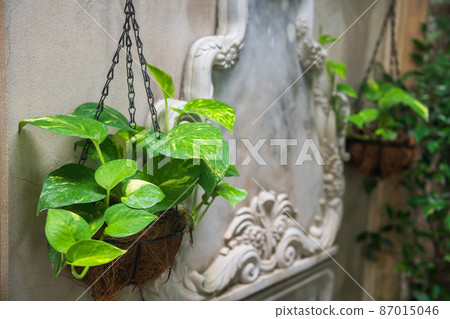 Epipremnum aureum or Golden pothos hang on wall 87015046