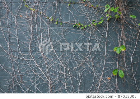 climber plant on gray wall 87015303