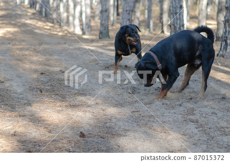 Blurred motion, defocus, noise, grain effect. Two black dogs digging the ground with their paws. Male and female Rottweiler. Pets. Selective focus. 87015372