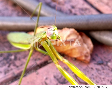 Mantis with awesome eyesight Mantis with awesome eyesight 87015379
